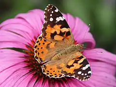 Vanessa cardui
