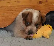 Image 10Australian Cattle Dog puppy (from Puppy)