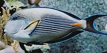 Surgeonfishes have sheathed or fixed blades at the base of the tail which can inflict deep wounds (the yellow stripe on the Sohal tang pictured).
