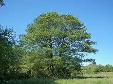 Image 13Alnus glutinosa (from List of trees of Great Britain and Ireland)