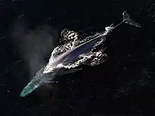 Image 38The blue whale is the largest animal that has ever lived. (from Animal)