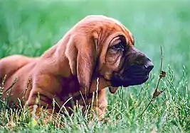 Image 8Bloodhound puppy (from Puppy)