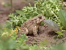 Image 3American toad (Anaxyrus americanus) (from True toad)