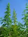 Image 7Cannabis sativa (from Cannabis strain)