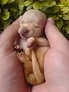 Image 37Chihuahua puppy (from Puppy)
