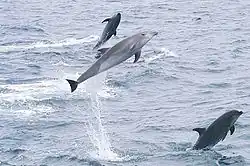 Image 11Bottlenose dolphins jumping offshore of the islands (from Galápagos Islands)