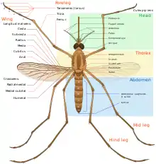 Diagram of adult mosquito body with parts labeled