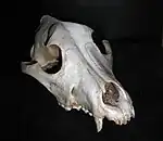 Image 29Frontal view of a dog skull (from Dog anatomy)