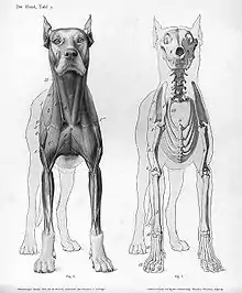 Image 31Animal anatomical engraving from Handbuch der Anatomie der Tiere für Künstler. (from Zoology)