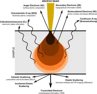 Pictorial diagram showing signals generated when an electron beam interacts with a sample of matter. At the top, the primary electron beam impinges on the sample. Various types of emissions are shown in order of increasing penetration depth of the beam. Near the top are Auger Electrons, followed by Secondary Electrons, then Backscattered Electrons, all emerging in the general direction towards the impinging beam. Next are four types of radiation (shown with wavy arrows): Characteristic X-rays, Continuum X-rays, Cathodo-luminescence, and Flourescent X-rays. The later two are shown as being emitted from the same depth. Finally, shown having passed through the body of the sample are, in increasing order of angular displacement from the beam axis, Transmitted Electrons, Diffracted Electrons, and Scattered Elections.