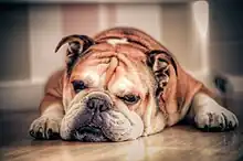 Image 28One of Britain's oldest indigenous breeds, the Bulldog is known as the national dog of Great Britain. (from Culture of the United Kingdom)