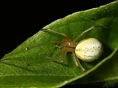 "Lineata" morph