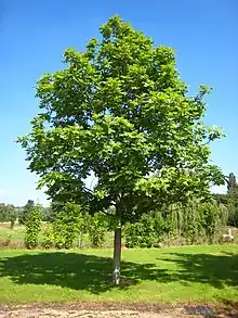 Image 11Fraxinus excelsior (from List of trees of Great Britain and Ireland)
