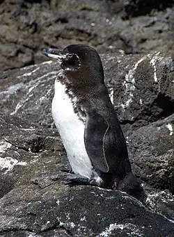 Image 41Galápagos penguin on Bartolomé Island (from Galápagos Islands)