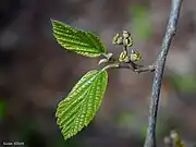 Last-year's fruit in May