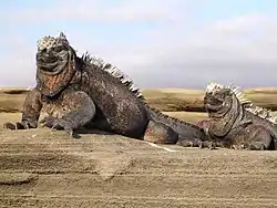 Image 47Marine iguana (from Galápagos Islands)
