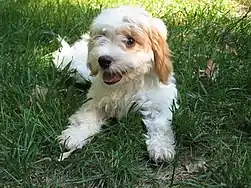 Image 1Cavapoo puppy  (from Puppy)