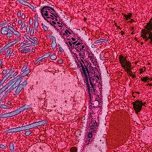 Plasmodium sporozoite traverses the cytoplasm of a mosquito midgut epithelial cell
