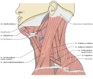 Musculi colli base