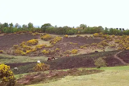 Image 18Heathland in the New Forest (from Portal:Hampshire/Selected pictures)