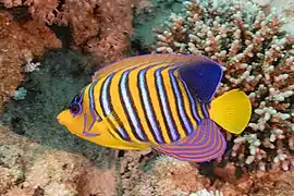 Pez ángel real (Pygoplites diacanthus), parque nacional Ras Muhammad, Egipto, 2022-03-26, DD 155