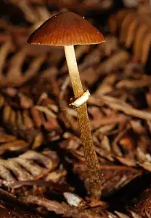 Conocybe rugosa