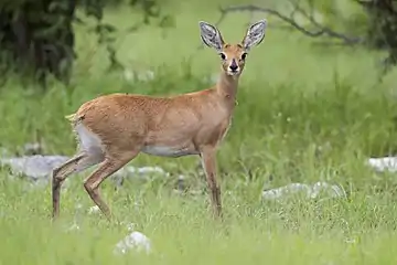 Image 3SteenbokPhotograph: Yathin S KrishnappaThe steenbok (Raphicerus campestris) is a species of small antelope, generally standing 45–60 centimeters (16–24 inches) at the shoulder, commonly found in Africa. They live in a variety of habitats, from semi-desert to open woodland and thickets, and feed on low-level vegetation and roots. These common animals are typically solitary, except during mating season.More selected pictures