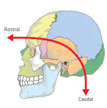 The skull uses different anatomical terminology, due to its embryonic origin of neuraxis.