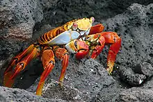 Image 8Grapsus grapsus, a terrestrial crab (from Malacostraca)