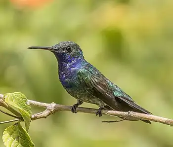 Image 29Sapphire-throated hummingbirdPhotograph credit: Charles James SharpThe sapphire-throated hummingbird (Chrysuronia coeruleogularis)  is a shiny, metallic-green hummingbird found in Panama, Colombia, and Costa Rica. During flight, hummingbirds have one of the highest metabolic rates among small birds and therefore need to eat more than their own weight of nectar each day to avoid starvation; insects and spiders are also consumed for added protein. Males are polygamous, and after mating play no part in nest-building or rearing the young. This male sapphire-throated hummingbird was photographed in the gardens of Biomuseo, a natural-history museum in Panama City designed by Frank Gehry.More selected pictures