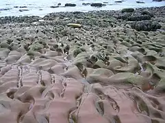 Wave-cut platform at Fleswick Bay