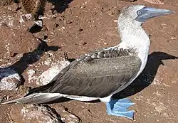 Image 45Blue-footed booby (from Galápagos Islands)