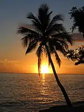Image 18The palm is the symbol most associated with Caribbean identity. (from Culture of the Caribbean)