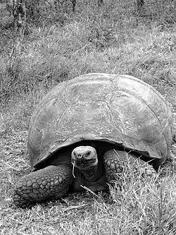 Image 36A Galápagos tortoise (Chelonoidis nigra) on Santa Cruz. C. nigra is the largest living species of tortoise, hunted to near extinction during the islands' whaling era. (from Galápagos Islands)