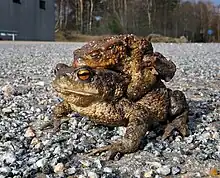 Image 22Common toad, female and male on her back. (from True toad)