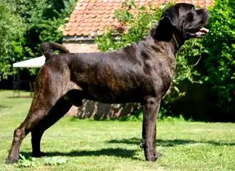 Brown/brindle coat
