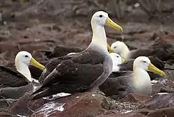 Image 23Waved albatrosses on Española (from Galápagos Islands)