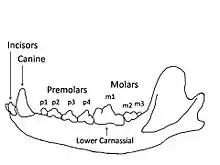 Image 42Wolf mandible diagram showing the names and positions of the teeth. (from Dog anatomy)