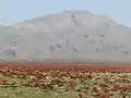 Zibad Rheum
