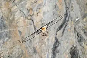 Bearded vulture in flight at Pfyn-Finges, Switzerland