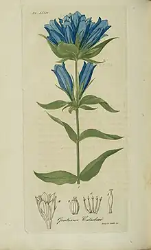 Plate 34, Bigelow's American Medical Botany (1818-1820)
