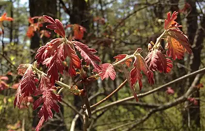New foliage of Quercus alba