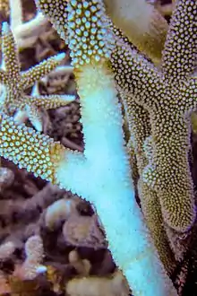 Image 22Acropora with brown band disease, Lizard Island (from Environmental threats to the Great Barrier Reef)