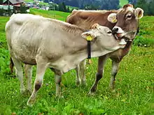Image 23Cattle on a pasture in Austria (from Livestock)