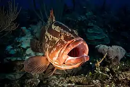 2017, cuba, jardines aggressor, los indios, nassau grouper maw (36883128693)