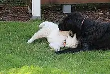 Image 23A labradoodle puppy and a Golden Retriever puppy playing together. (from Puppy)