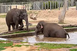 Asian elephant
