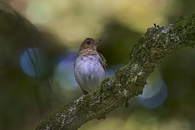 Veery