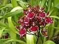 × Cambria Morning Joy Elegance