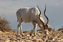 White bovid